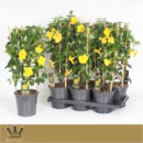 Mandevilla sand. Spalier gelb