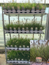 Pennisetum alopec. "Little Bunny"