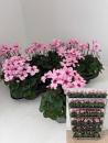Cyclamen "Illusia"