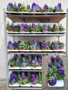 Delphinium grand. blau