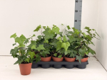 Hedera "Montgomery"