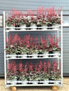 Heuchera Kübel