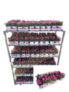Dianthus "I Love U"