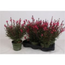 Gaura lindh. pink
