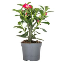 Adenium obesum 'Anouk'