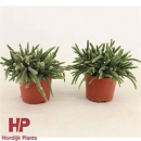 Rhipsalis baccifera subsp. horrida .
