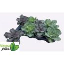 Brassica oler. mix glatt