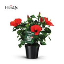 Hibiscus rosa-sin. rot