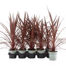 Cordyline "Red Star"