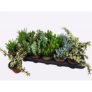 Succulenten gemischt