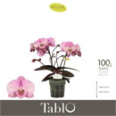 Phalaenopsis "Tablo" 2 Rispen "Rosato"