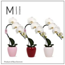 Phalaenopsis "Swan" weiß