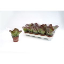 Kalanchoe thyrsiflora 'Red Lips'