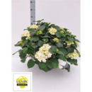 Hydrangea Busch weiß in Schale XL