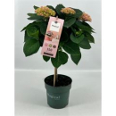 Hydrangea 'Magical Revolution' Stamm rosa