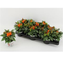 Capsicum annuum  'Favorit Orange'