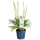 Agapanthus weiß