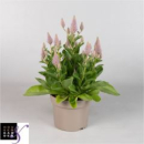 Ptilotus exaltatus 'Joey'