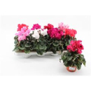 Cyclamen midi gefranst 'Merengue'