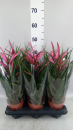 Tillandsia 'Camina'