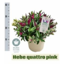 Hebe Busch Duo