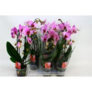 Phalaenopsis "Cascade" pink gestreift