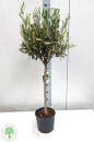 Olea europaea Stamm