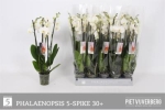 Phalaenopsis 5 Rispen weiß