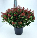 Skimmia jap. 'Rubella' Kübel