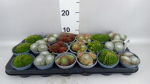 Sempervivum Mix