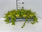 Lysimachia nummularia