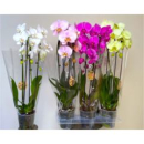 Phalaenopsis "Cascade" gemischt