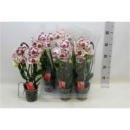 Phalaenopsis "Cascade" gefleckt