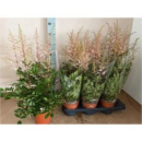 Astilbe simplicif. rosa