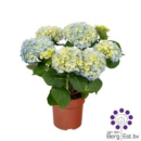 Hydrangea mac. blau