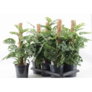 Monstera obliqua 'Monkey Mask'