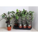 Calathea 'Stella'