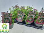 Tricyrtis formosana