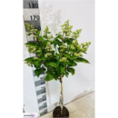 Hydrangea pan. Stamm