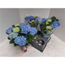 Hydrangea macro. blau