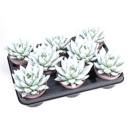 Echeveria gefärbt weiß