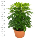 Schefflera arbor. 'Nora'