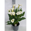 Zantedeschia  'Captain Fresco' White