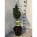 Picea glauca Stamm 'December'