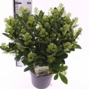 Skimmia jap. 'Finchy'