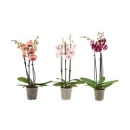 Phalaenopsis 3 Rispen Mix
