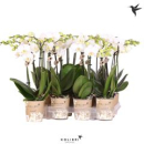 Phalaenopsis midi 2 Rispen weiß