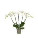 Phalaenopsis "Fächer" weiß