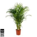 Dypsis lutescens