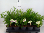 Asparagus falcatus